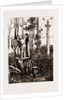 The Recent Transit Of Venus: Preparing For Work At An Australian Bush Station, 1875 by Anonymous