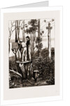 The Recent Transit Of Venus: Preparing For Work At An Australian Bush Station, 1875 by Anonymous