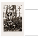 The Recent Transit Of Venus: Preparing For Work At An Australian Bush Station, 1875 by Anonymous