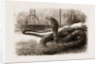 The New Snake-eating Snake (ophiophagus Elaps) At The Zoological Gardens, London by Anonymous