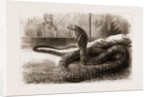 The New Snake-eating Snake (ophiophagus Elaps) At The Zoological Gardens, London by Anonymous