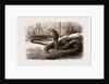 The New Snake-eating Snake (ophiophagus Elaps) At The Zoological Gardens, London by Anonymous
