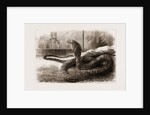The New Snake-eating Snake (ophiophagus Elaps) At The Zoological Gardens, London by Anonymous