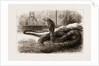 The New Snake-eating Snake (ophiophagus Elaps) At The Zoological Gardens, London by Anonymous