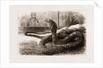 The New Snake-eating Snake (ophiophagus Elaps) At The Zoological Gardens, London by Anonymous