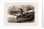 The New Snake-eating Snake (ophiophagus Elaps) At The Zoological Gardens, London by Anonymous