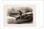 The New Snake-eating Snake (ophiophagus Elaps) At The Zoological Gardens, London by Anonymous