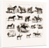 Horse Show At Manchester, UK by Anonymous