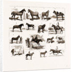 Horse Show At Manchester, UK by Anonymous