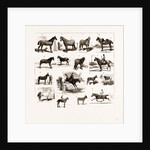 Horse Show At Manchester, UK by Anonymous