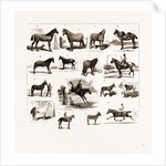 Horse Show At Manchester, UK by Anonymous