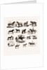 Horse Show At Manchester, UK by Anonymous