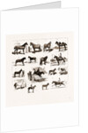 Horse Show At Manchester, UK by Anonymous