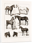At The Islington Horse Show, London by Anonymous