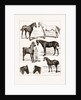 At The Islington Horse Show, London by Anonymous