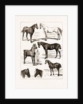 At The Islington Horse Show, London by Anonymous
