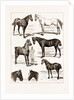 At The Islington Horse Show, London by Anonymous