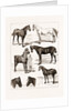 At The Islington Horse Show, London by Anonymous