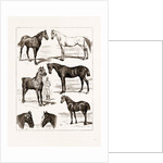 At The Islington Horse Show, London by Anonymous