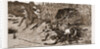Boar-hunting In India, 1881: back Through The Beaters by Anonymous
