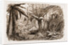 In The State Forest At Dandenong, Victoria by Anonymous