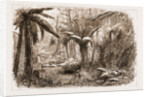 In The State Forest At Dandenong, Victoria by Anonymous