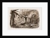 In The State Forest At Dandenong, Victoria by Anonymous