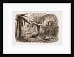 In The State Forest At Dandenong, Victoria by Anonymous