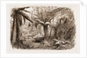 In The State Forest At Dandenong, Victoria by Anonymous