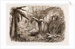 In The State Forest At Dandenong, Victoria by Anonymous