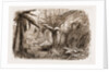 In The State Forest At Dandenong, Victoria by Anonymous