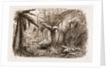In The State Forest At Dandenong, Victoria by Anonymous