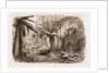 In The State Forest At Dandenong, Victoria by Anonymous