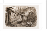 In The State Forest At Dandenong, Victoria by Anonymous