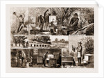 Bee-keeping In California, U.S.A. by Anonymous
