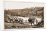 The Revolt In The Transvaal, South Africa by Anonymous