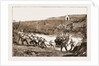The Revolt In The Transvaal, South Africa by Anonymous