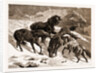 The Recent Severe Winter: Dartmoor Ponies In Search Of A Feed, UK by Anonymous