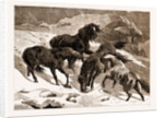 The Recent Severe Winter: Dartmoor Ponies In Search Of A Feed, UK by Anonymous