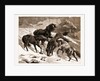 The Recent Severe Winter: Dartmoor Ponies In Search Of A Feed, UK by Anonymous