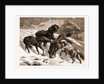 The Recent Severe Winter: Dartmoor Ponies In Search Of A Feed, UK by Anonymous
