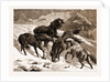 The Recent Severe Winter: Dartmoor Ponies In Search Of A Feed, UK by Anonymous