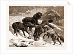 The Recent Severe Winter: Dartmoor Ponies In Search Of A Feed, UK by Anonymous