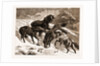 The Recent Severe Winter: Dartmoor Ponies In Search Of A Feed, UK by Anonymous