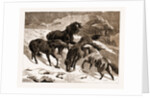 The Recent Severe Winter: Dartmoor Ponies In Search Of A Feed, UK by Anonymous