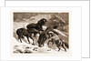 The Recent Severe Winter: Dartmoor Ponies In Search Of A Feed, UK by Anonymous