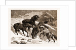 The Recent Severe Winter: Dartmoor Ponies In Search Of A Feed, UK by Anonymous