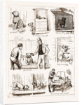 Notes At The Bulldog Club's Seventh Grand Show, 1881 by Anonymous