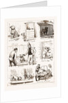 Notes At The Bulldog Club's Seventh Grand Show, 1881 by Anonymous