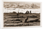 The Recent Rising In The Transvaal by Anonymous